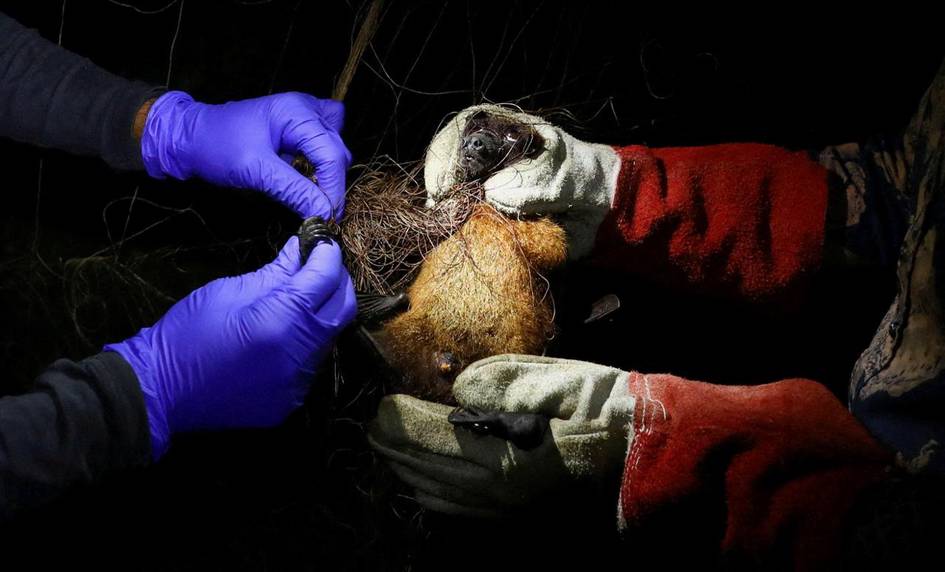 Bangladeshda nipah virusidan oʻlim qayd etildi